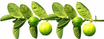Health Benefits From Guava Leaves
