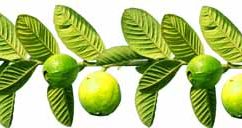 Health Benefits From Guava Leaves अमरूद के पत्तियों से स्वास्थ्य लाभ