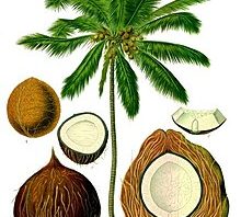 घर मे नारियल शैम्पू कैसे बनायें How To Make Coconut Shampoo At Home